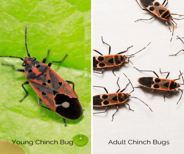 Cinch Bug Definition & Meaning